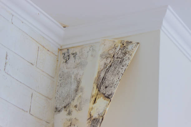 Best Emergency Mold Remediation  in Madison, FL